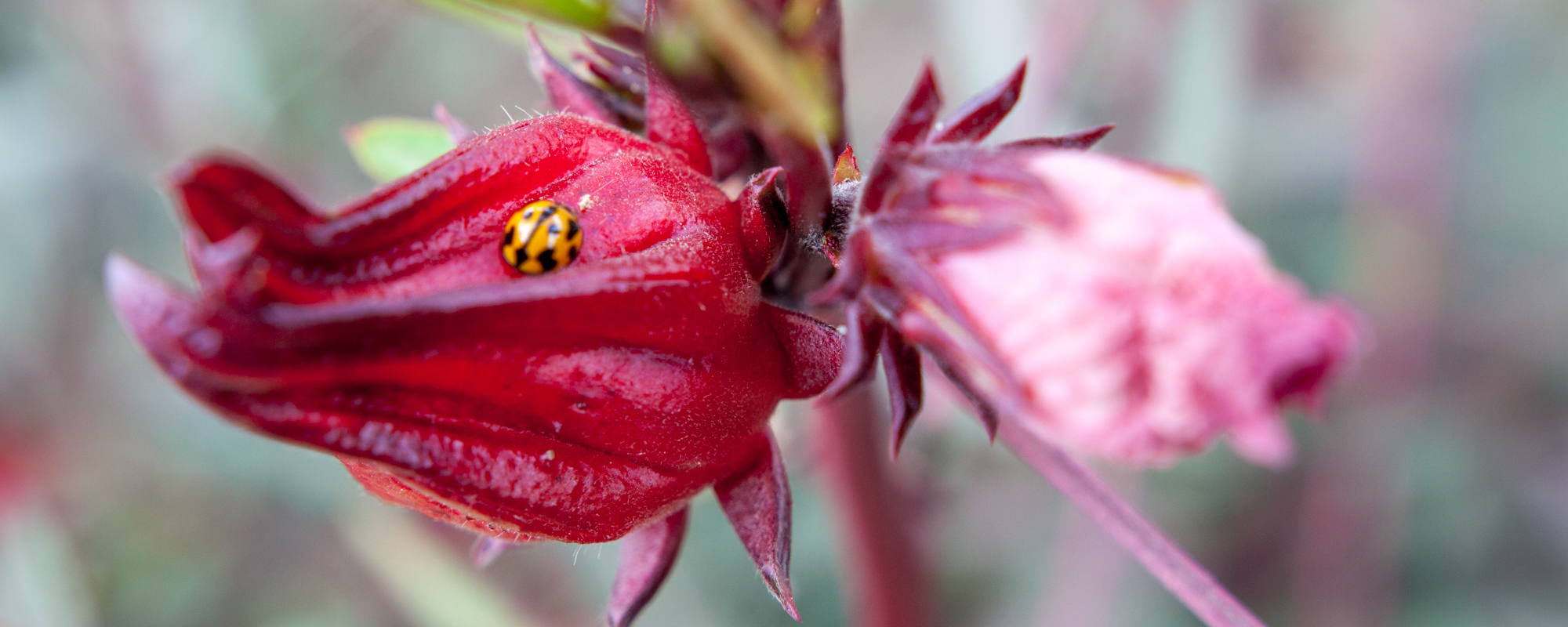 rosella-flower-bug